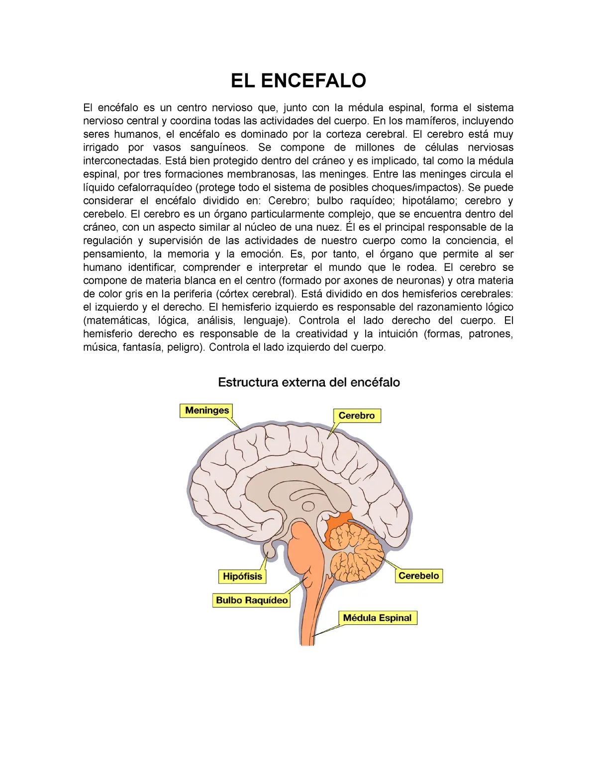 que es el encefalo resumen - Cómo funciona el encéfalo