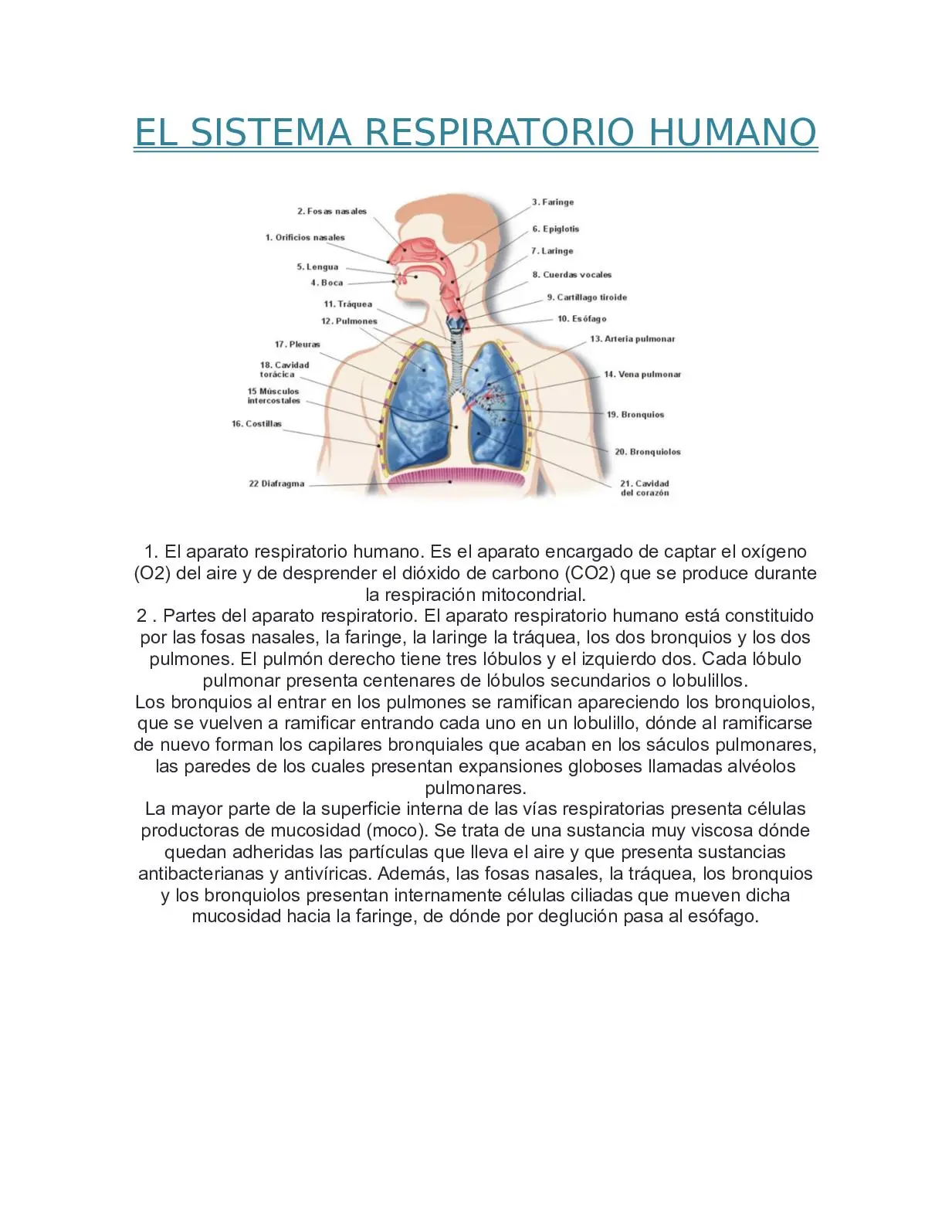 sistema respiratorio resumen - Cómo funciona el sistema respiratorio y cuáles son sus partes