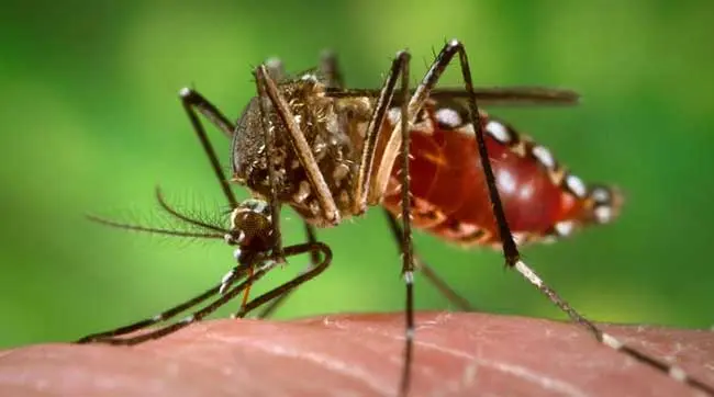 que es el dengue resumen - Cómo se contagia el dengue de persona a persona