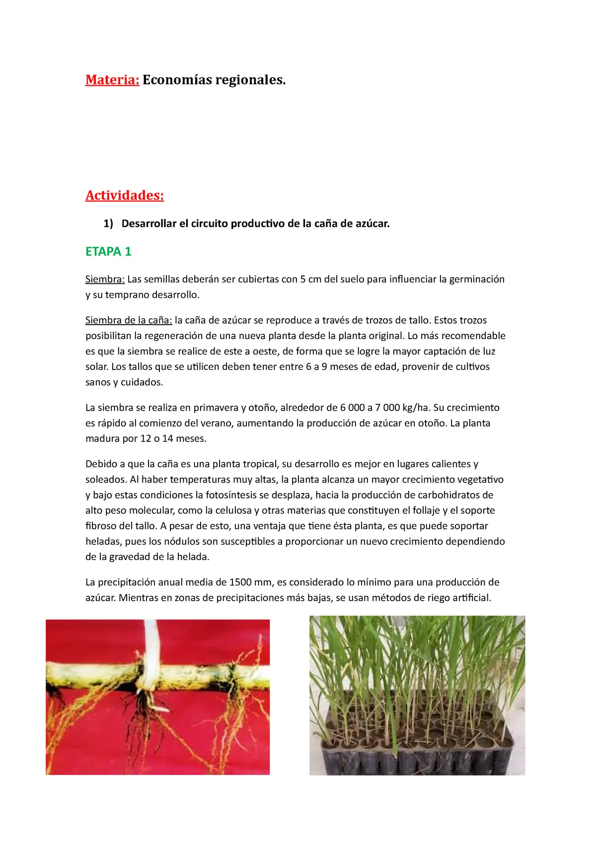 circuito productivo de la caña de azucar resumido - Cómo se desarrolla el circuito productivo de la caña de azúcar