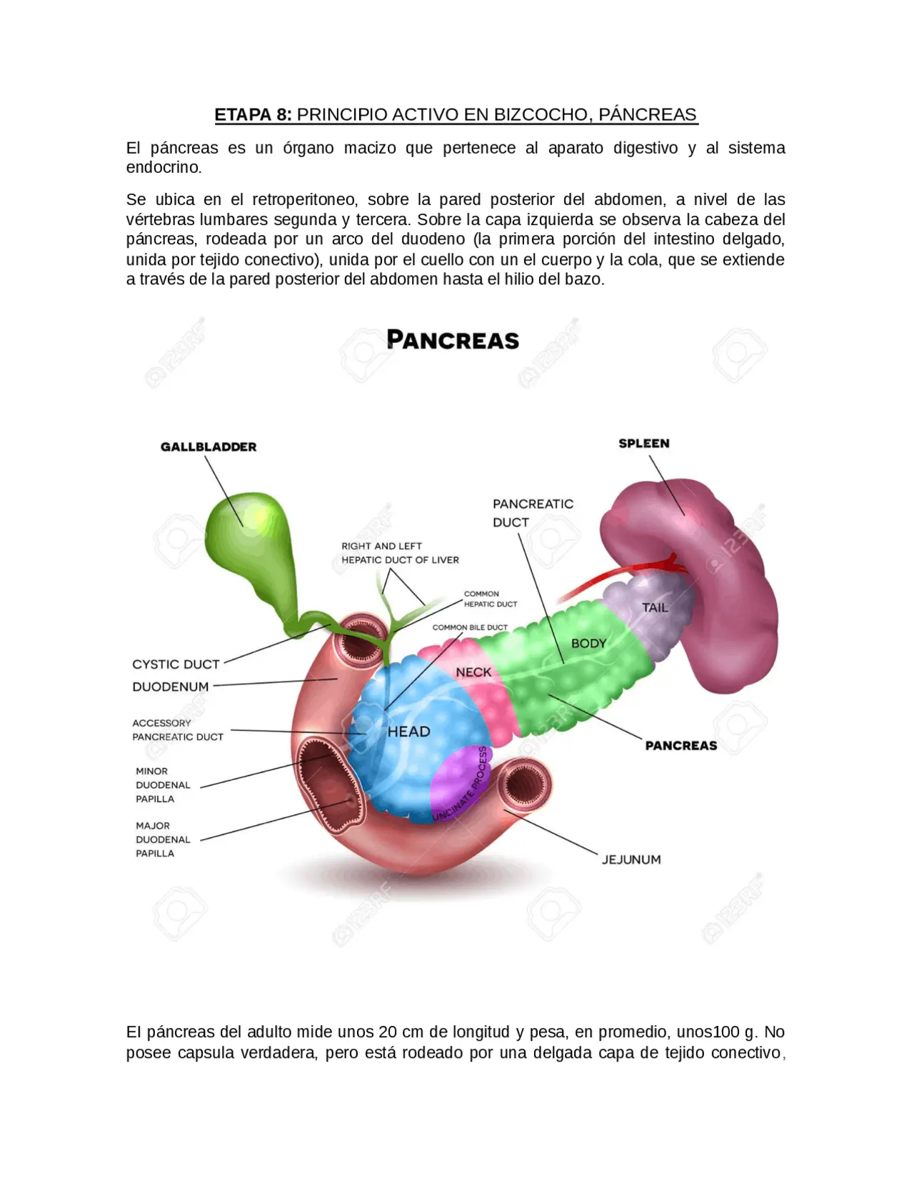 resumen del pancreas - Cómo se divide el páncreas