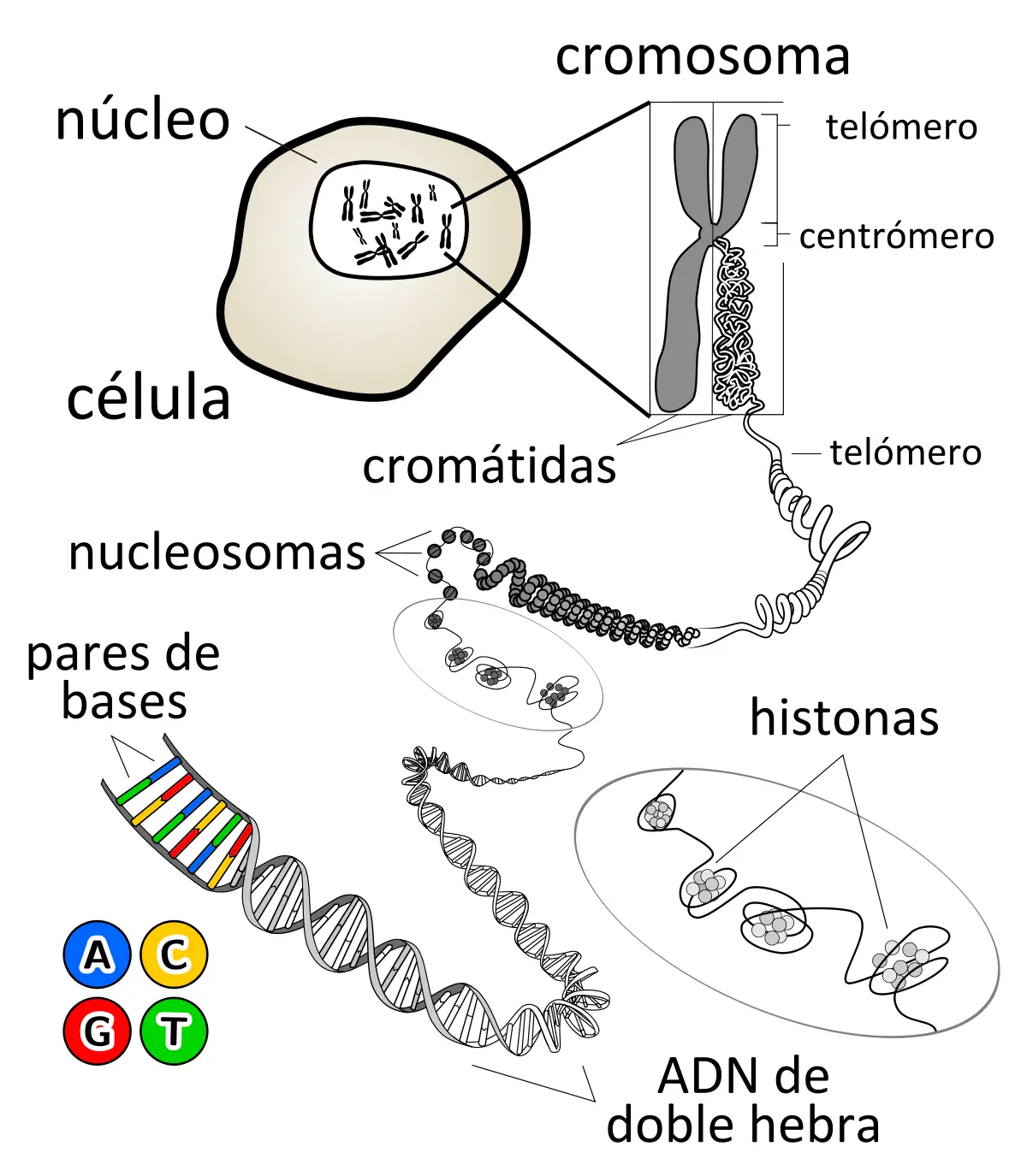 empaquetamiento del adn resumen - Cómo se enrolla el ADN para formar la cromatina