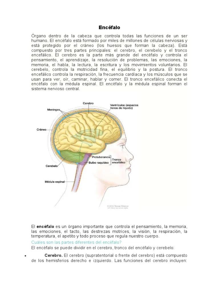 que es el encefalo resumen - Cómo se llama el encéfalo