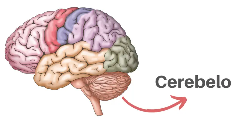 cerebelo funcion resumen - Cuál es la función del cerebro y el cerebelo
