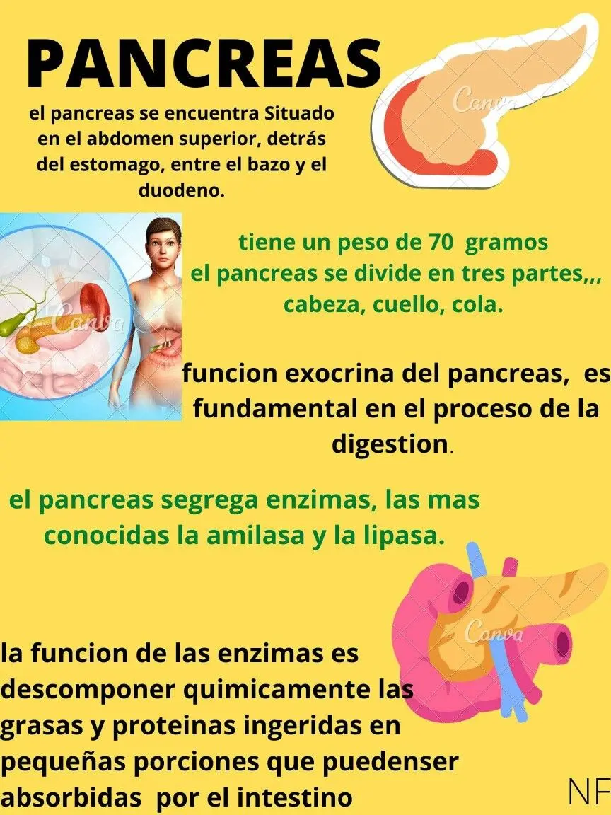 resumen del pancreas - Cuál es la función del páncreas