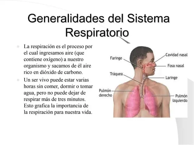 sistema respiratorio resumen - Cuál es la función principal del sistema respiratorio