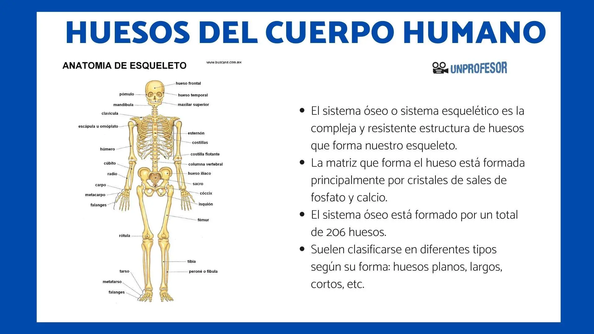 esqueleto humano resumen - Cuál es la importancia del esqueleto humano