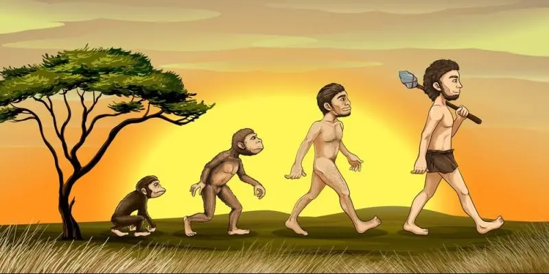 evolucion del ser humano resumen - Cuáles son las 4 etapas de la evolución del hombre