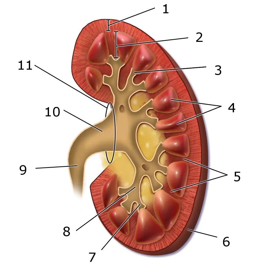 cual es la funcion de los riñones resumen - Cuáles son las 4 funciones del riñón
