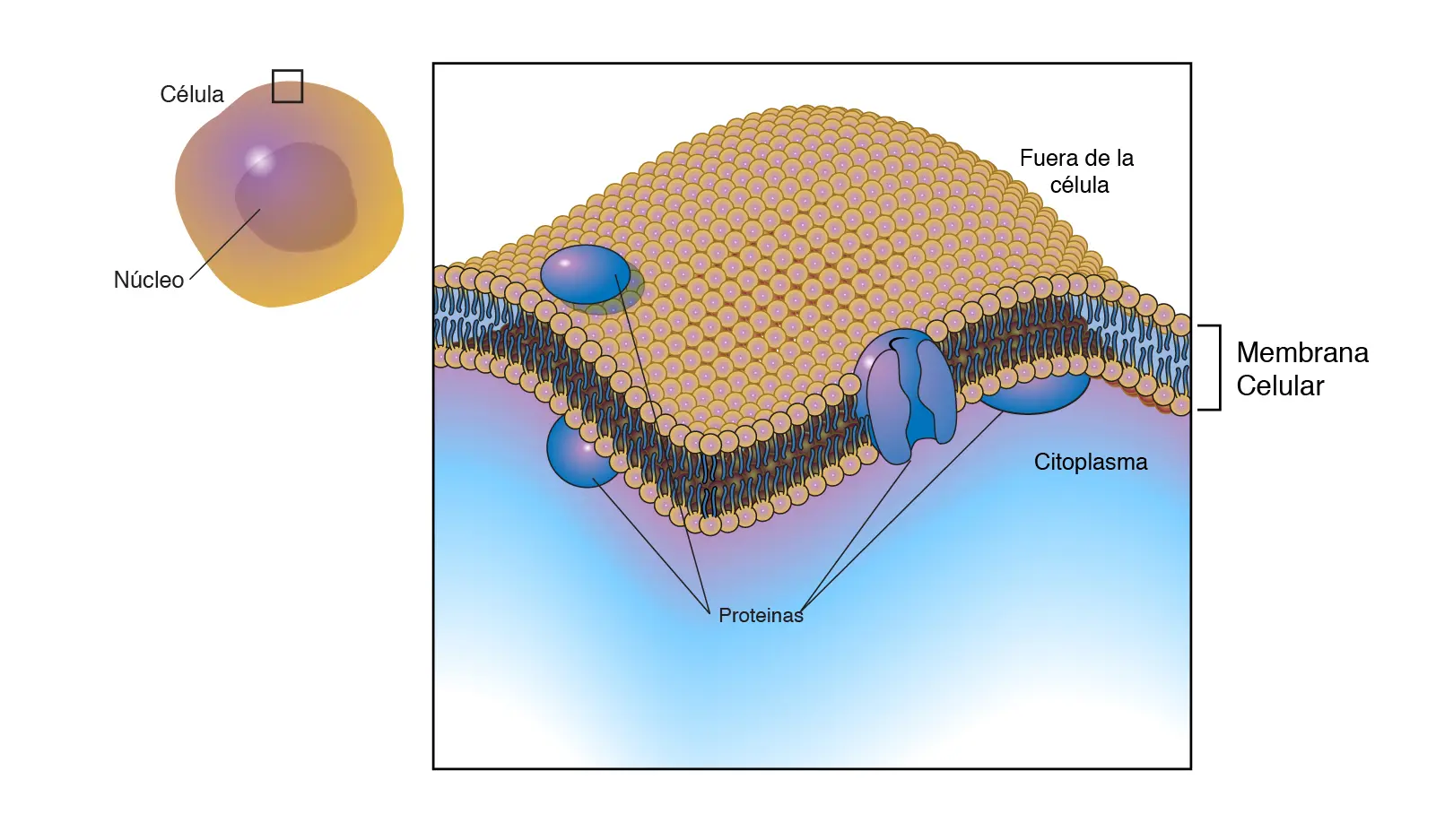 membrana celular resumen - Cuáles son las características de la membrana celular
