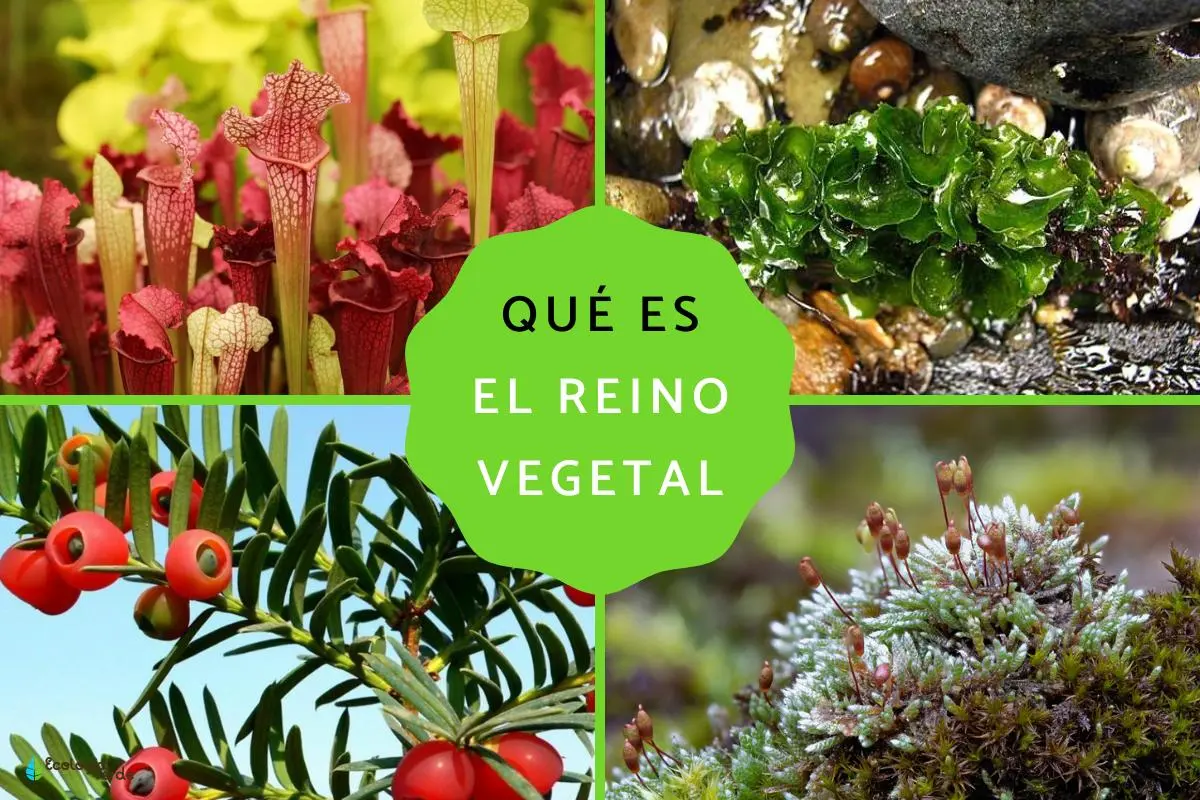 caracteristicas del reino vegetal resumen - Cuáles son las características del reino vegetal