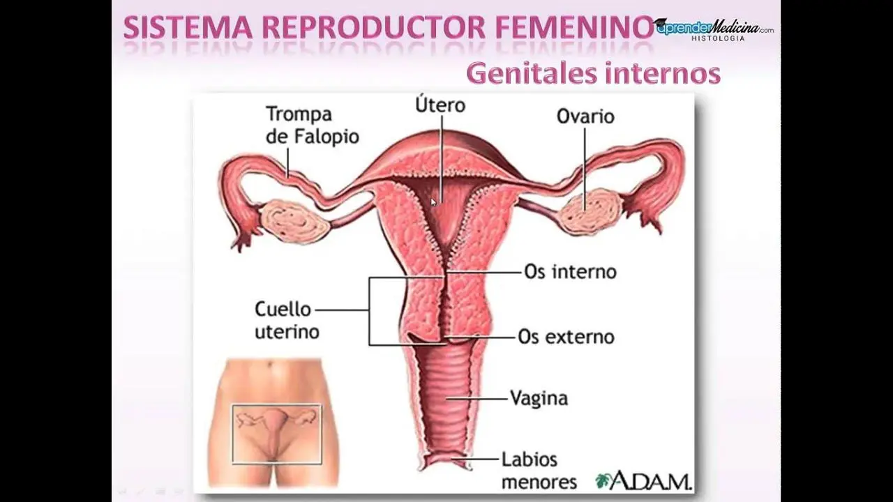 aparato reproductor femenino resumen - Cuáles son las características del sistema reproductor femenino