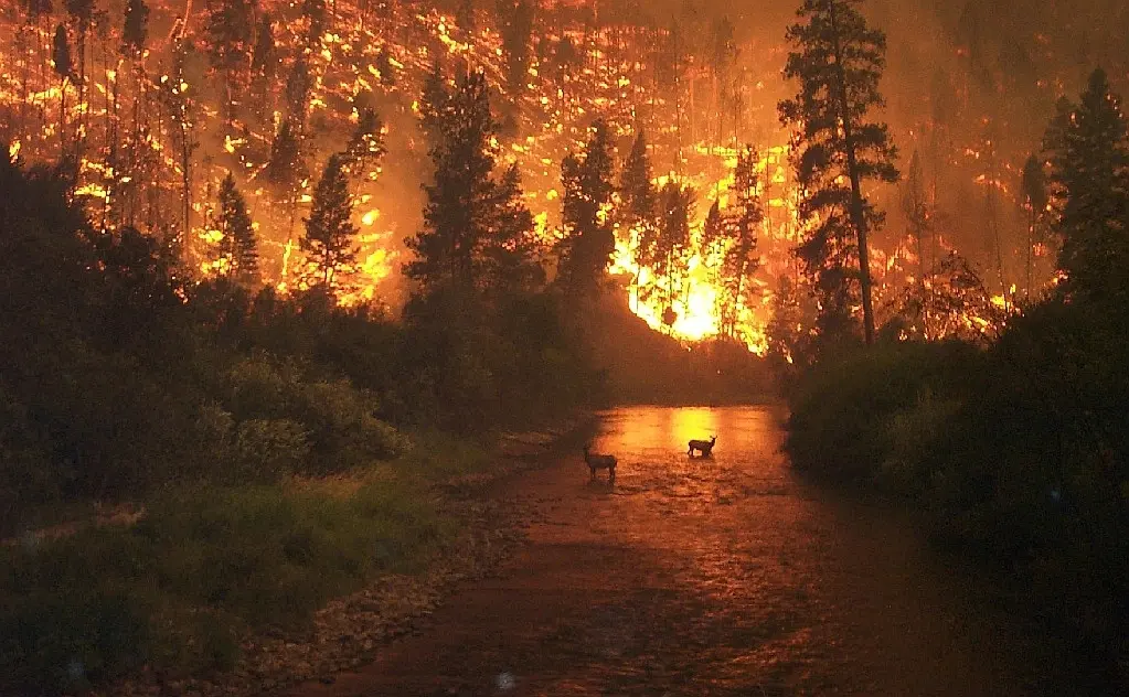 resumen de los incendios forestales - Cuáles son las causas y consecuencias de los incendios forestales