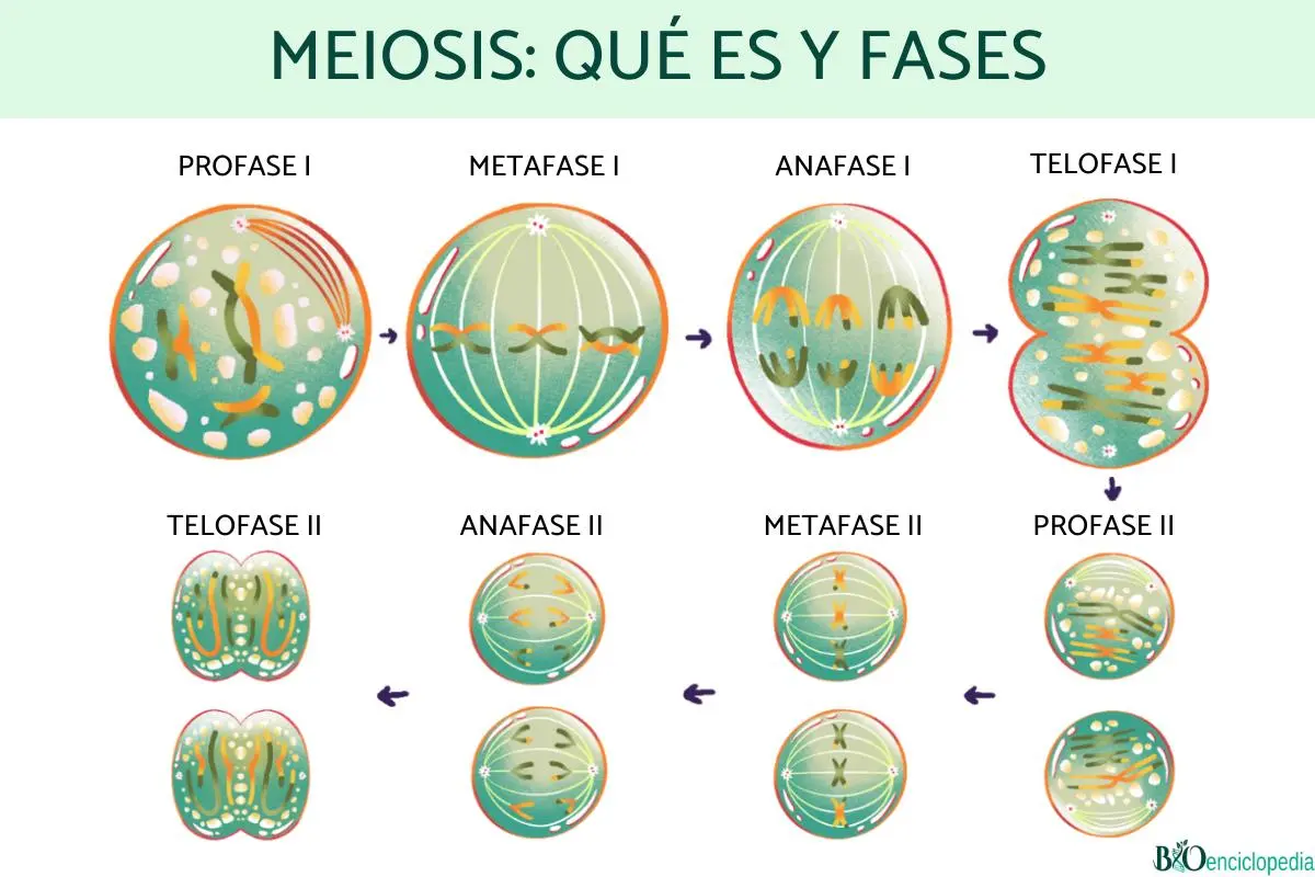 fases de la meiosis resumen - Cuáles son las etapas de la meiosis 1 y 2