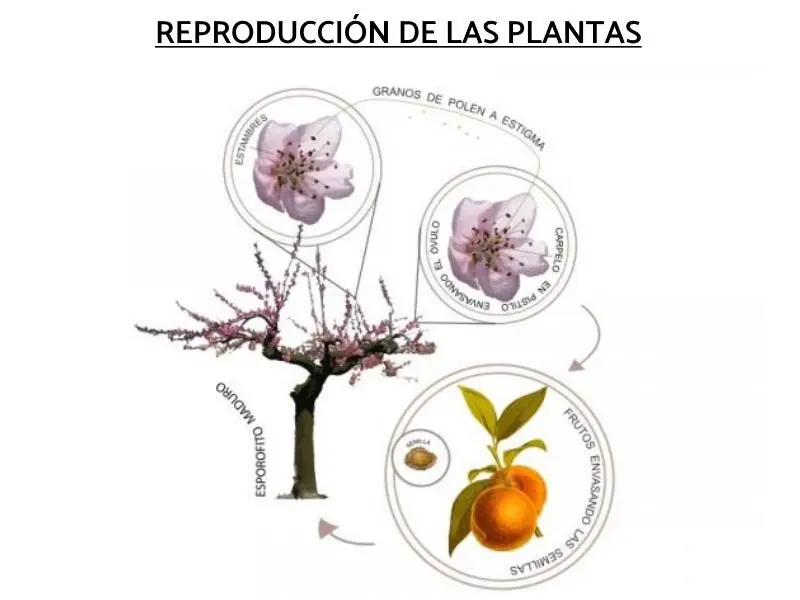 reproduccion de las plantas resumen - Cuáles son las formas de reproducción de las plantas