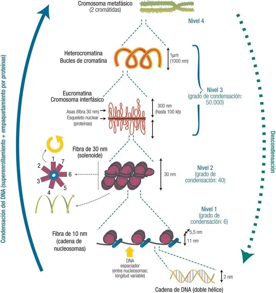 empaquetamiento del adn resumen - Cuáles son los 4 niveles de empaquetamiento del ADN