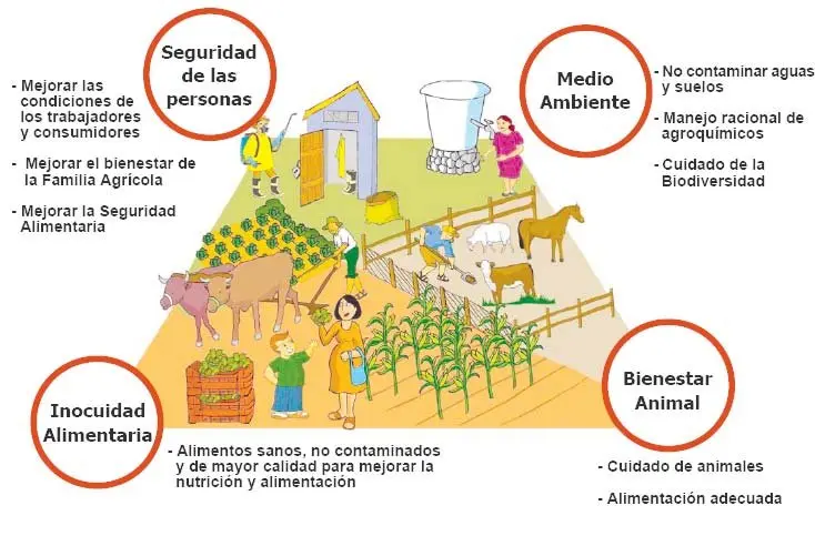 resumen de buenas practicas agricolas - Cuáles son los pilares fundamentales de las buenas prácticas agrícolas