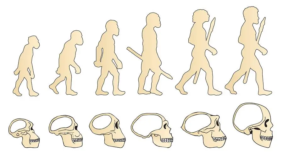 evolucion del ser humano resumen - Cuándo fue la evolución del ser humano