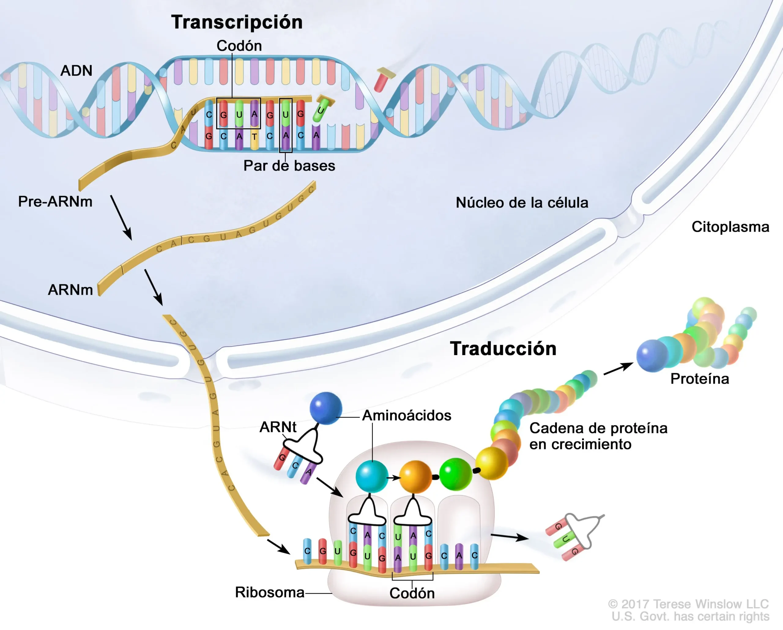 transcripcion y traduccion del adn resumen - Cuándo se da la transcripción del ADN