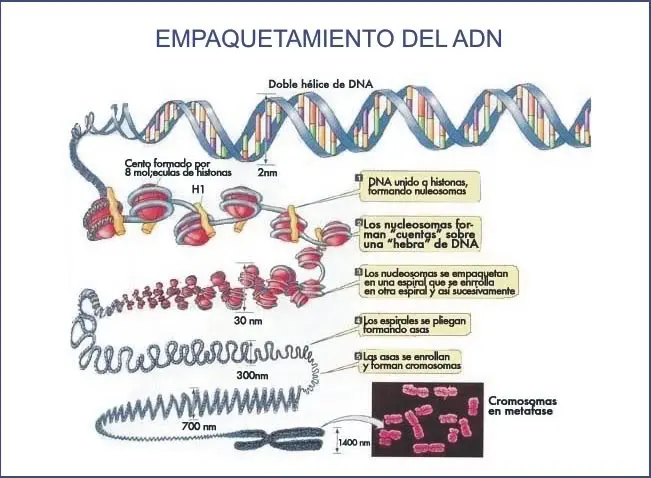empaquetamiento del adn resumen - Por qué es importante el empaquetamiento del ADN