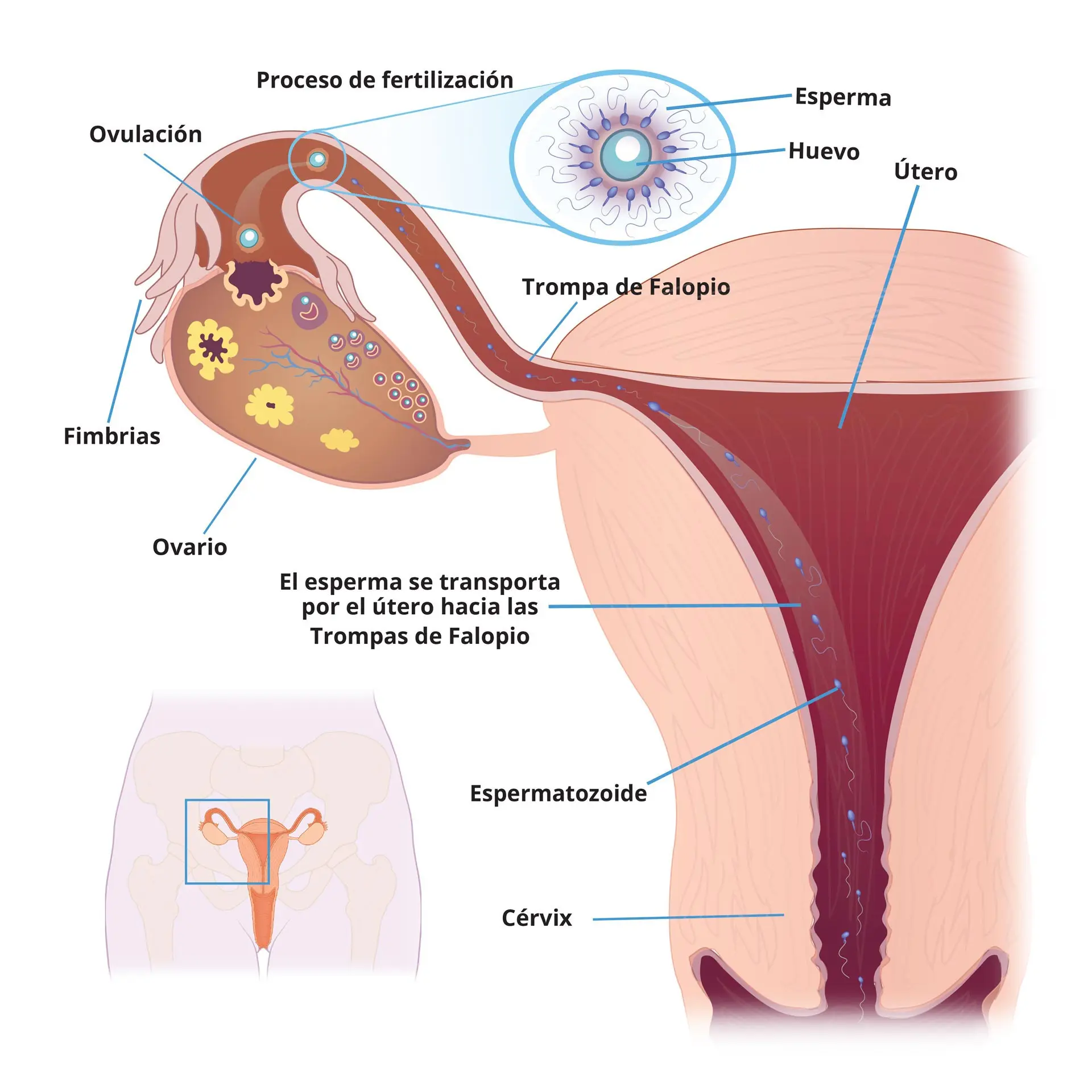 aparato reproductor femenino resumen - Qué es el aparato reproductor femenino en resumen