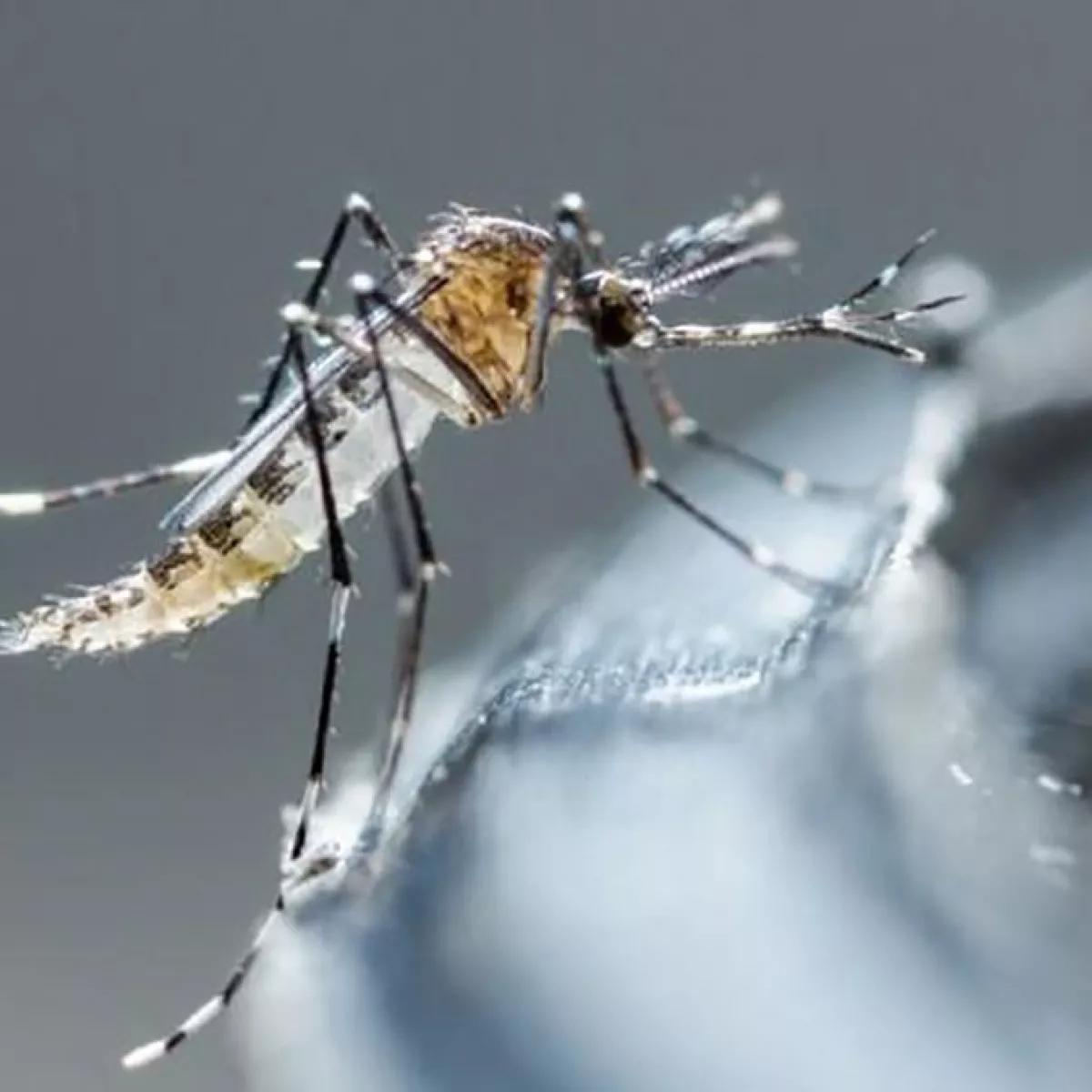 que es el dengue resumen - Qué es el dengue virus o bacteria