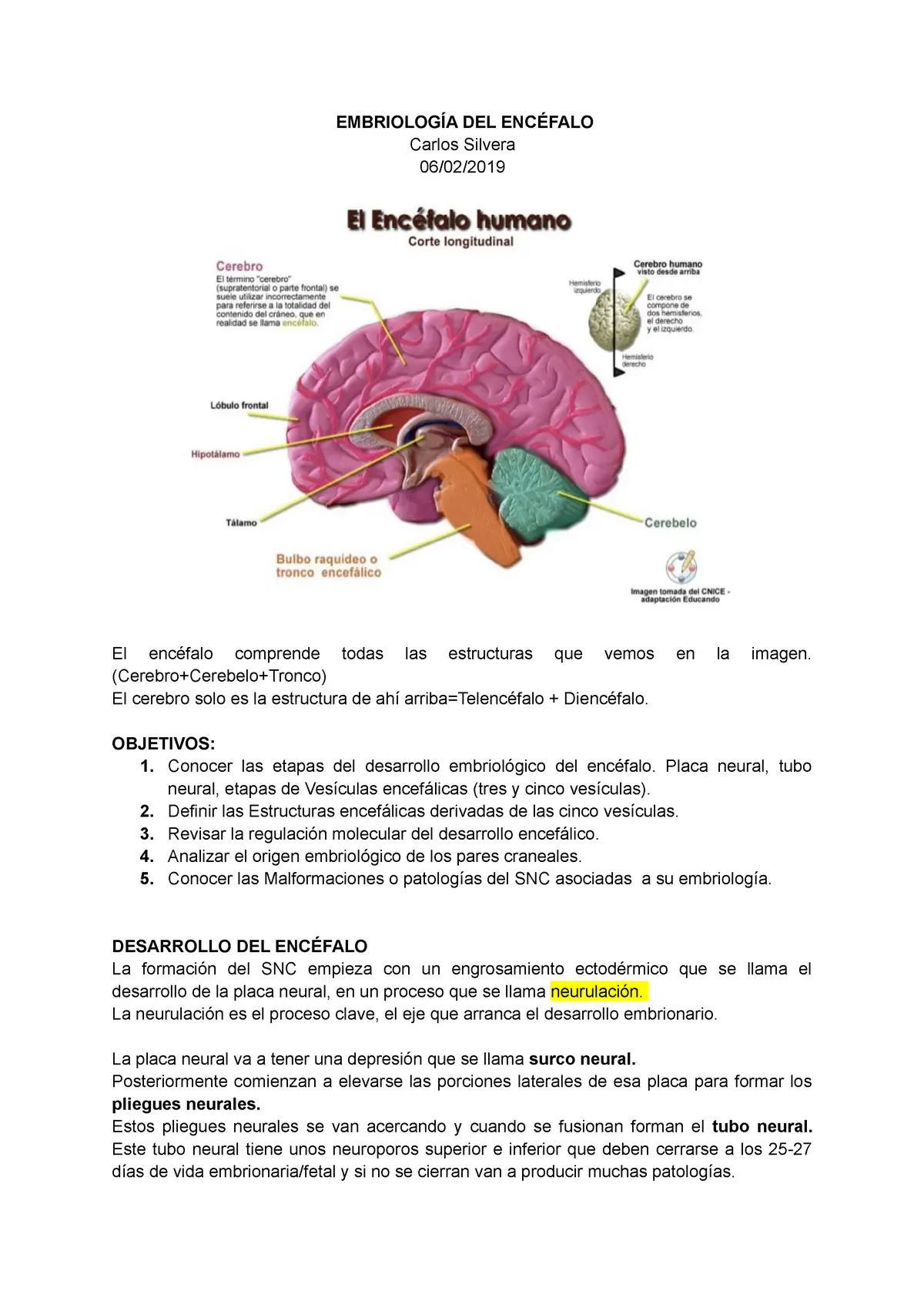 que es el encefalo resumen - Qué es el encéfalo explicacion para niños