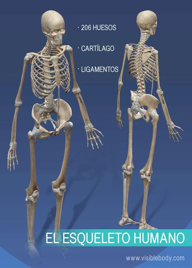 esqueleto humano resumen - Qué es el esqueleto humano y cuál es su función