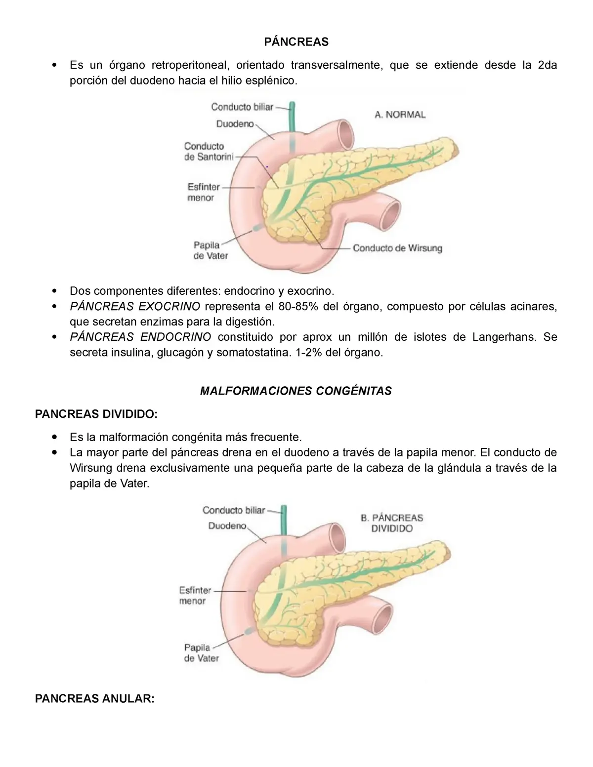 resumen del pancreas - Qué es el páncreas resumen corto