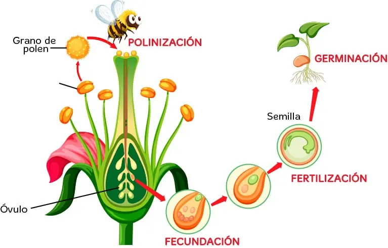caracteristicas del reino vegetal resumen - Qué es el reino vegetal y sus ejemplos