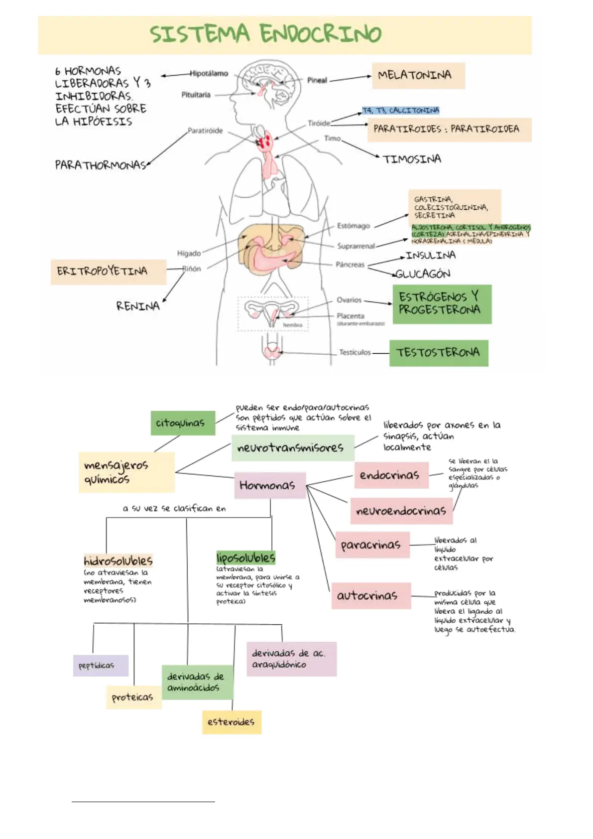sistema endocrino resumen - Qué es el sistema endocrino y cuáles son sus partes
