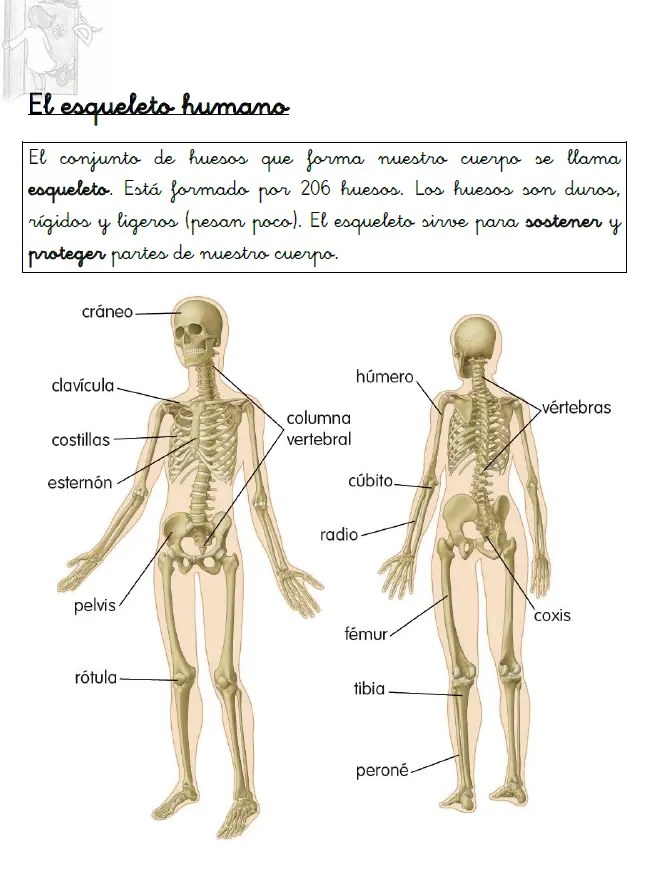 esqueleto humano resumen - Qué es el sistema esquelético resumen