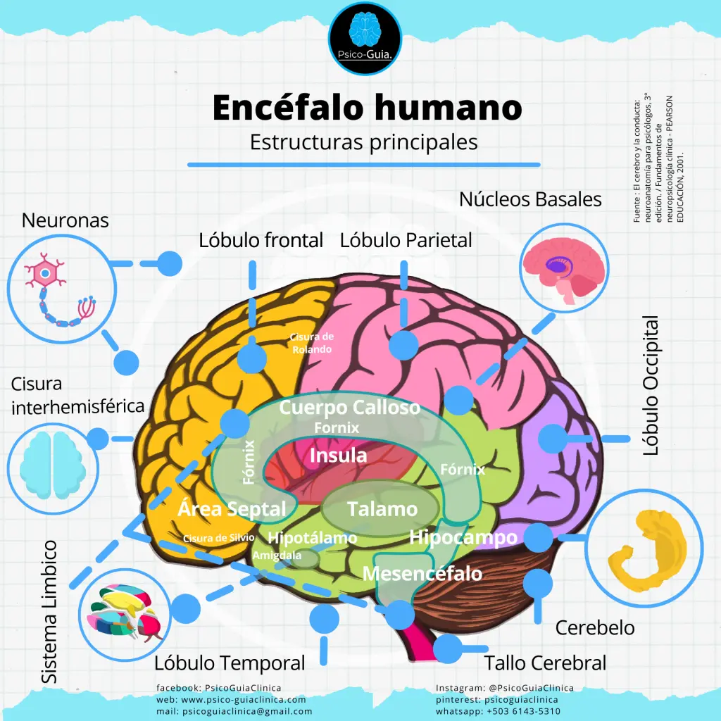 que es el encefalo resumen - Qué es encéfalo Wikipedia