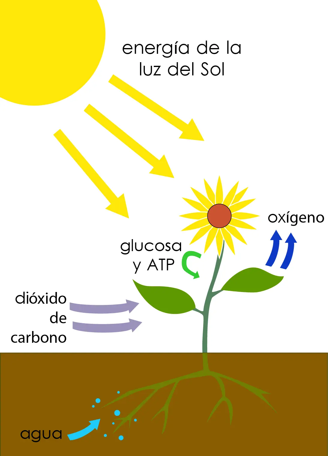 que es la fotosintesis resumen - Qué es la fotosíntesis y cuáles son sus etapas
