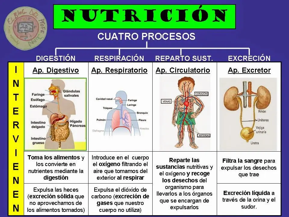 funcion de nutricion resumen - Qué es la función de nutrición para primaria
