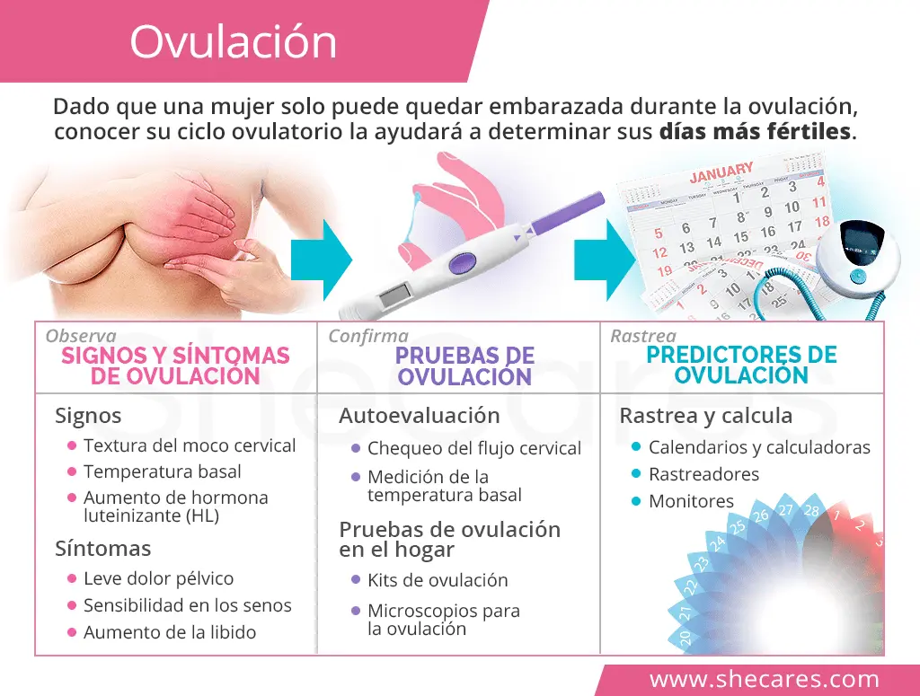 Ovulación Qué Es Y Cómo Conocer Tus Días Fértiles En Pocas Palabras 3836