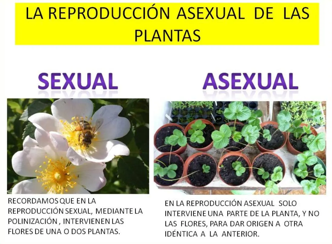 reproduccion de las plantas resumen - Qué es la reproducción de las plantas resumen