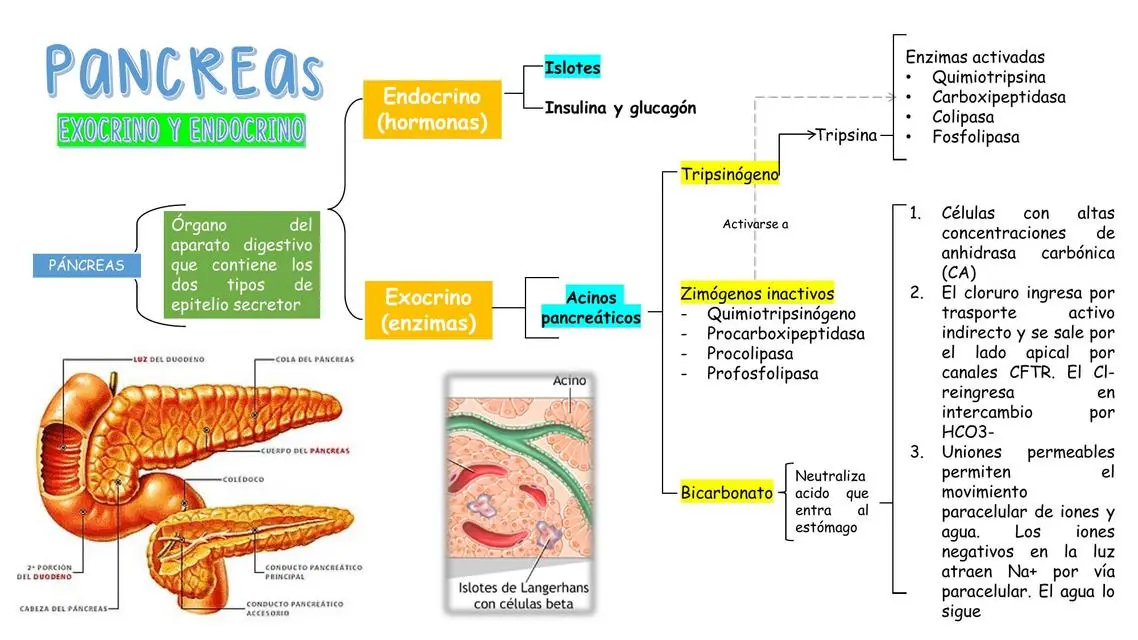 resumen del pancreas - Qué hormonas produce el páncreas y cuál es su función
