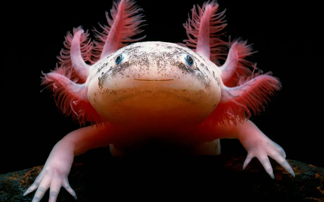 axolotl resumen - Qué tipo de cuento Axolotl