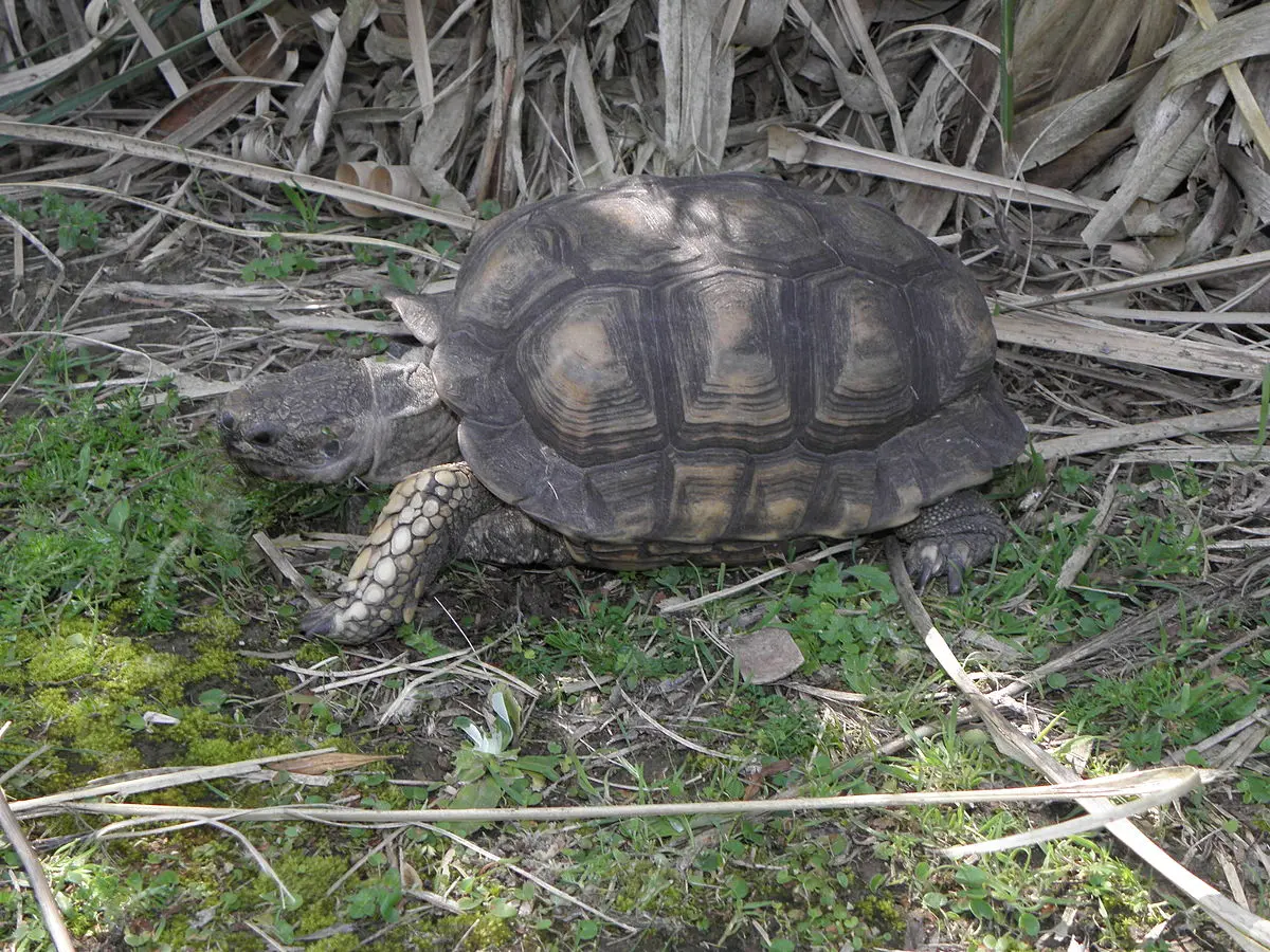 La Tortuga Gigante Resumen Y Moraleja En Pocas Palabras