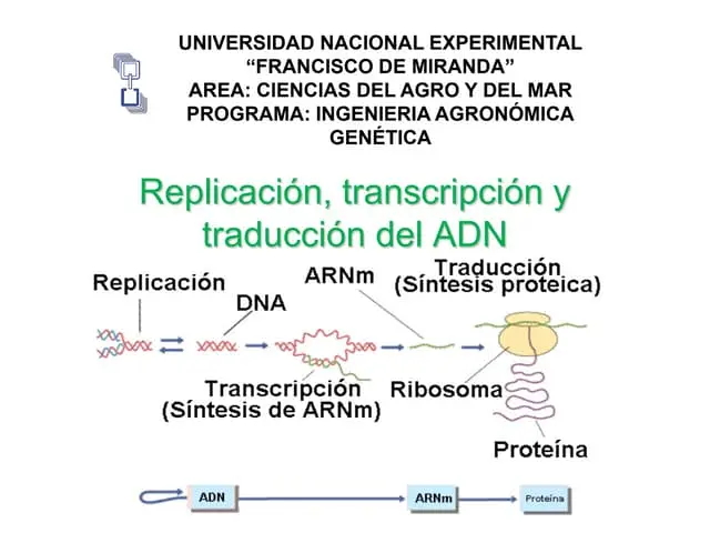 transcripcion y traduccion del adn resumen - Quién realiza el proceso de transcripción del ADN